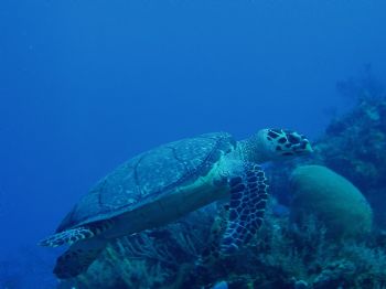 sea turtle in cozumel taken with olympus c50 w/PT014 casing by Anna Visconti 