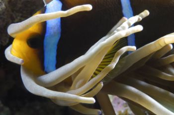 Orange Anemone Fish in the current. Milne Bay PNG by Andy Lerner 