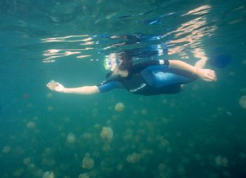 Kim in awe of the jellyfish at Jellyfish Lake, Palau.  Ta... by Beverly Speed 