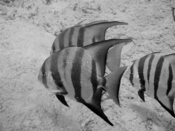 Taken near the shore of cozumel while snorkelling with a ... by Anna Visconti 