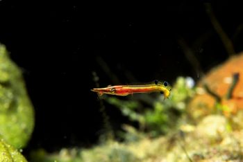 Arrow Blenny feeding, Grand Cayman, Nikon N70 w/105mmmacr... by Tom Huff 