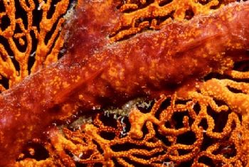Trying to hide onto a gorgonia fan this tiny gobies are v... by Viora Alessio 