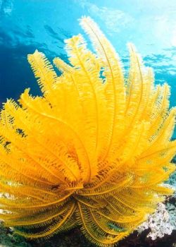 Ophiure / Maldives by Brunner Philippe 