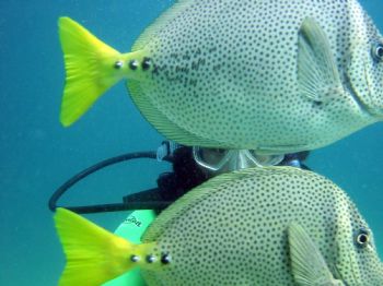 Peek-a-boo!  My wife peeks between two passing Yellowtail... by Sean Dawson 