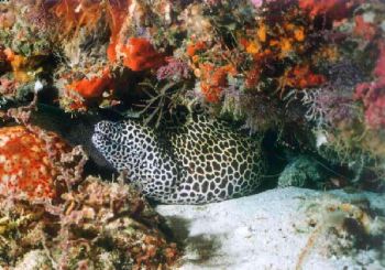 Murène / maldives by Philippe Brunner 