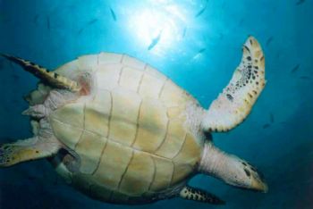 Tortue vole / Maldives by Philippe Brunner 