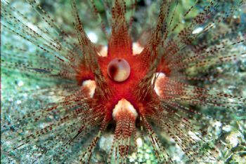 Jewel urchin taken in Roatan, Honduras.  Equipment:  Niko... by Beverly Speed 