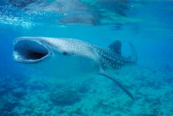 Requin Baleine / Maldives by Philippe Brunner 
