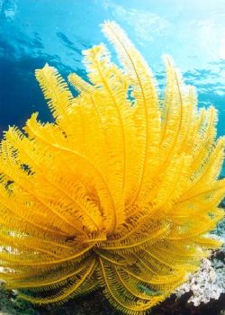 Ophiure jaune / Maldives by Philippe Brunner 