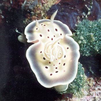 Nudibranche / Indonésie by Philippe Brunner 