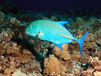 This is a beautiful and tasty fish called an Ulua here in... by Jeffrey Cowie 