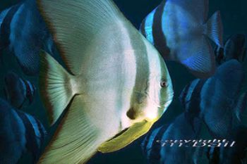PNG - Walindi - batfish - Nik.RS - Subtronic Strobe - COM... by Manfred Bail 