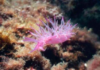 Nudibranche rose / Médittérannée by Philippe Brunner 
