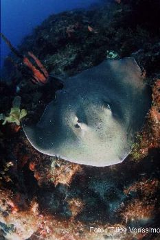 Trompet fish / Natal-Brazil - Huosed Canon EOS 100 ; wa 1... by Filipe Veríssimo 