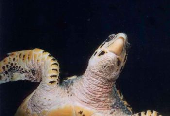 Tête tortue / Maldives by Philippe Brunner 
