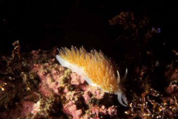 Salmon Gilled Nudibranch, York, Maine. Nikon N70 w/6om macro by Tom Huff 