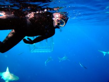 Just thought I would help attract more sharks to the cage... by Jeffrey Cowie 