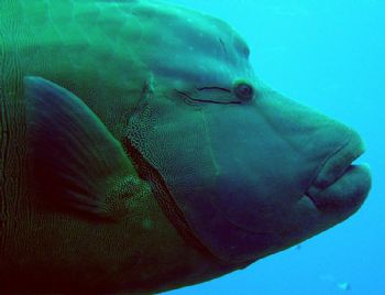 Napoleon Wrasse. Palau, Blue Corner. Sony P5 digital camera. by Hilal Matta 