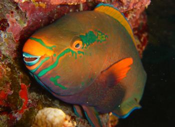 Parrot Fish, Night Dive , Similan Islands, Thailand.  Son... by Hilal Matta 
