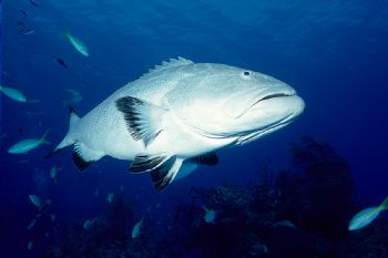 Bull Run in the Bahamas.  Several other dive operators sh... by Ian Brooks 
