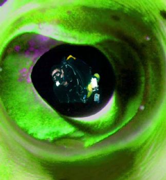 In the reflection of an fish's eye.  by Tom Huff 