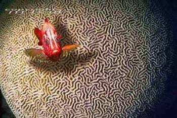 Layang Layang - Borneo - squirrelfisch - Nik.RS - subtron... by Manfred Bail 