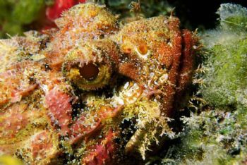 Scorpion fish up close and personal. Nikon N70 w/105 macro by Tom Huff 