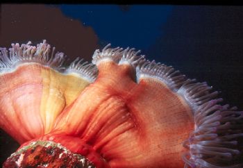 Giant Anemone.  Taken in Fiji with NikV, 15mm lens, & Sub... by Beverly Speed 