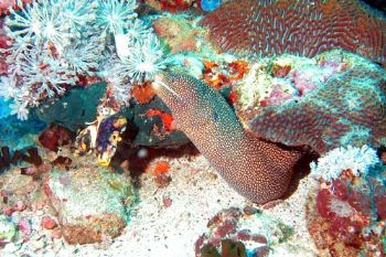 Puerto Galera (Philippines) Nikon Coolpix 5000, case Sea&... by Ugo Gaggeri 