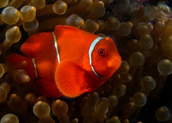 Spinecheek Amenone Fish ,D-100. beautiful to watch by Andy Lerner 