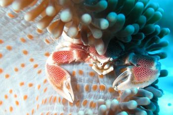  Zanzibar, Mnemba Atoll, Nikon Coolpix 5000, case Sea&Sea... by Ugo Gaggeri 