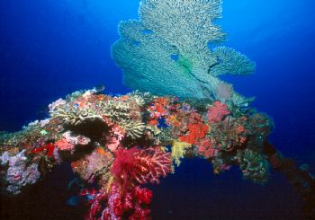 Color Spectrum.  Taken in Truk with NikV and 15mm lens. by Beverly Speed 