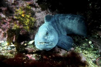 Wolf Eel, Isle of Shoals, NH. Nikon N70 by Tom Huff 