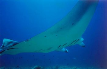 Manta / Maldives by Philippe Brunner 