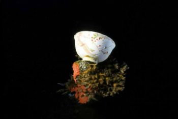 Tea cup from Truuk Lagoon, Nippo Maru, Nikon N70 105 Macro by Tom Huff 