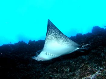 Taken at Cocos Island aboard the Aggressor Okeanos Februa... by Charlie Foreman 