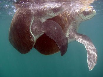 mating olive ridley sea turtles by Tyania Diffin 