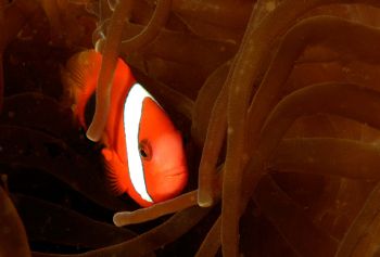 clown fish by Tom Huff 