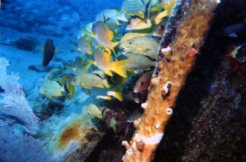 School on the Benwood wreck in Key Largo, Fl.  Ikelite Au... by Dale Wright 