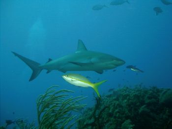 Bull Run, Bahamas -  taken with digital Reefmaster by Kerri Brooks 