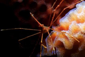 Arrow crab on azure sponge in Bonaire. Nikon N70 w/105 macro by Tom Huff 