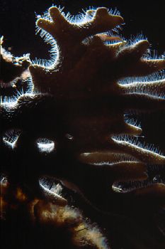West End Grand Bahamas - Nikonos V w/ 1:2 extension tubes... by Ian Brooks 