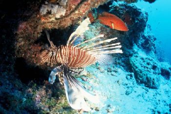Ptérois & mérou tropical / Maldives by Philippe Brunner 