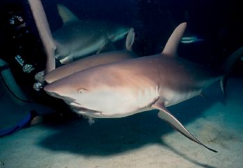 Who's hand was that?  Shark feed at Stuart Cove, Bahamas,... by Beverly Speed 