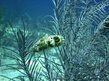 Puff / Taken at Pillar Reef, Key Largo, FL. Sea and Sea D... by Dave Beedle 