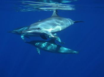These are wild long-beaked spiiner dolphins. The shot was... by Don Bruschera 