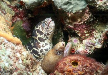 Sharing Space.  Taken in Bonaire w/NikV, 35mm & close-up ... by Beverly Speed 