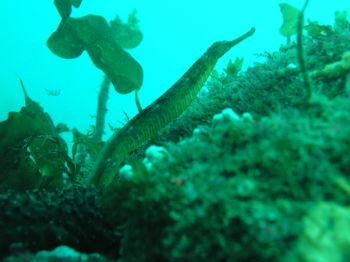 Trumpetfish. O Grelle, A Coruña, Spain. Olympus C5050. I ... by Ramón Núñez Orjales 