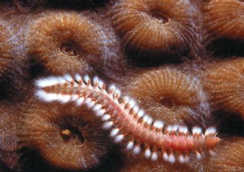 Don't Touch!  Bearded Fireworm taken in Curacao w/NikV, 3... by Beverly Speed 