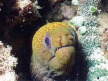 Murène juvénile / Maldives by Philippe Brunner 